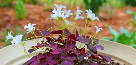 Butterfly plants