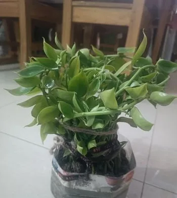 গাছ বিক্রি করতে চাই