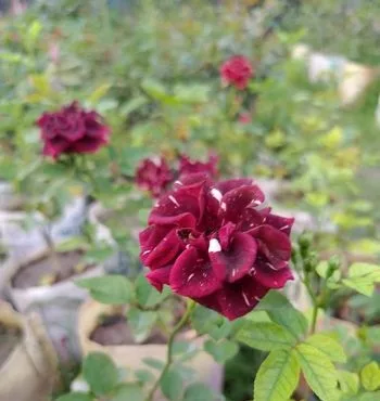 গোলাপ গাছ
