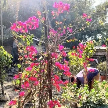 গাছ