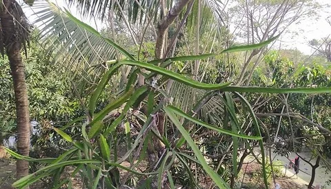 ড্রাগন গাছ