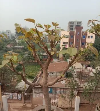 Ficus Rumphii Bonsai