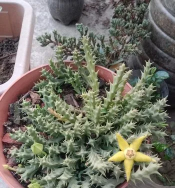 Bonsai Materials for Sale