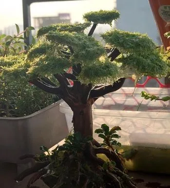 Bonsai moss tree
