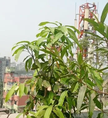 Mango Tree
