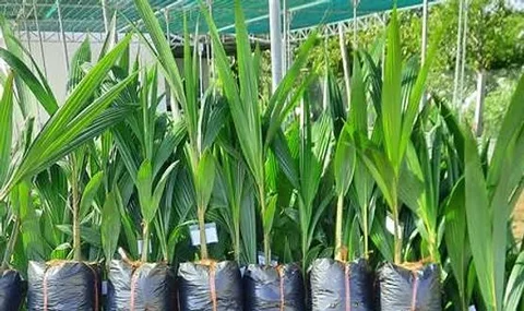 Vietnam coconut tree
