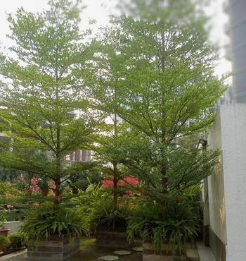 Tarminalia Tree