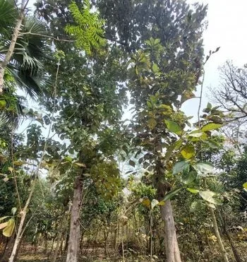 ২ টি সেগুন গাছ