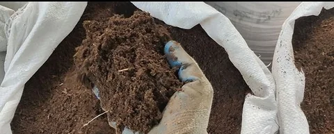 কেচো সার