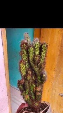 সার্কোলেন্ট ২ টা আছে