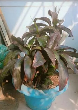 বড় টপ সহ মাদার গাছ