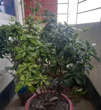 ফুলের টপ সহ গাছ বিক্রি হবে