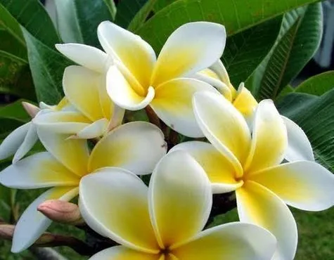 কাঠগোলাপ চারা