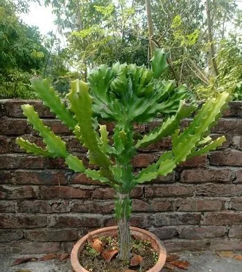 ক্যকটাস