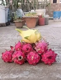 ড্রাগন গাছ