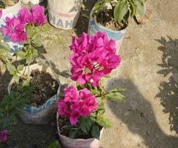 বাগান বিলাস