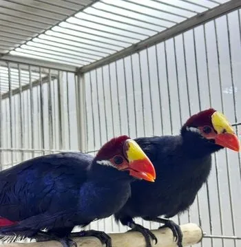 Violet Turaco Adult Pair