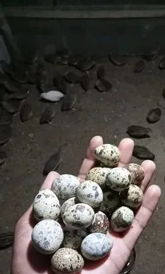 কোয়েল পাখির বিজ ডিম