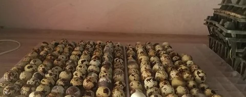 কোয়েল পাখির বিজ ডিম