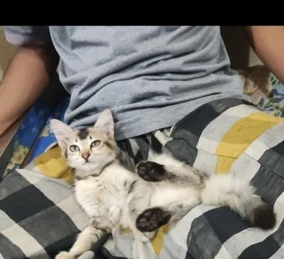 Persian baby cat