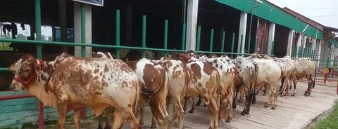 ১১টি এড়ে বাছুর