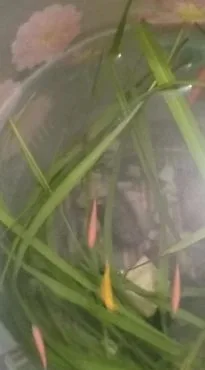 বিগ জেব্রা ফিষ