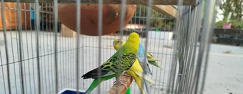 Bazigar birds
