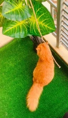 parseyan cat male