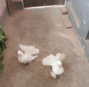 একজোড়া লক্ষা কবুতর