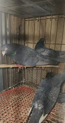 ওগ্রিজের কবুতর
