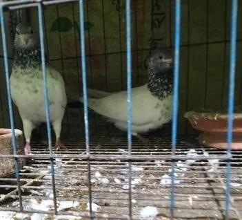 কবুতর