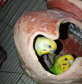 ক্লাসিক বাজিকর