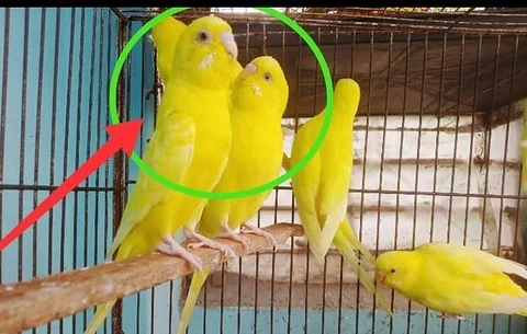 লুটিনো বাজিগর