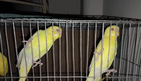 লুটিনো বাজরিগার