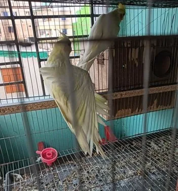 লুটিনো ককাটেল পাখি
