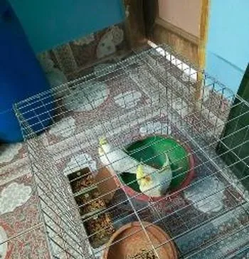 লুটিনো ককাটেল