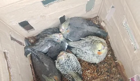কিছু হেন্ডফিড বাচ্চা ও রানিং ককাটেল পাখি