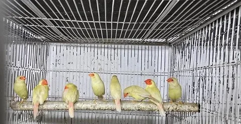 yallow star finch