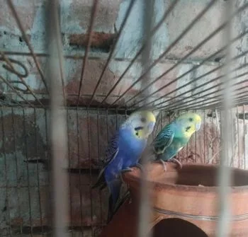 Bajrika for sell