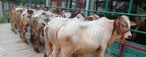 উন্নত জাতের বাছুর