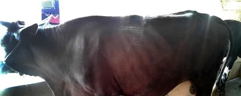 গাভী উন্নত জাতের