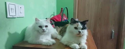 পার্সিয়ান এডাল্ট বিড়াল