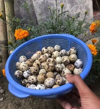 বিজ ডিম