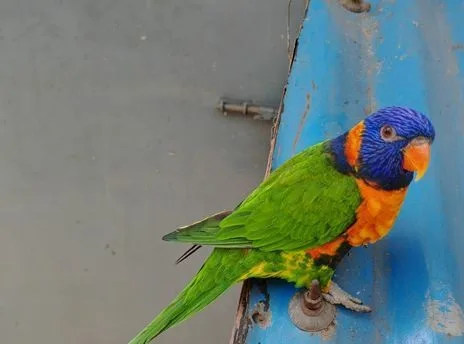 Rainbow Lorikeet Bird