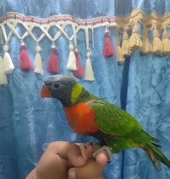 Rainbow lorikeet