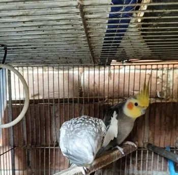 Cockatiel Bird