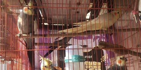 Cockatiel bird