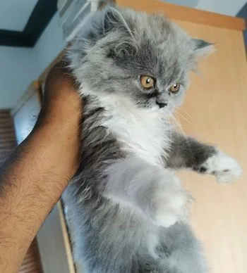 Persian Baby