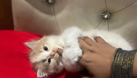 Persian cat