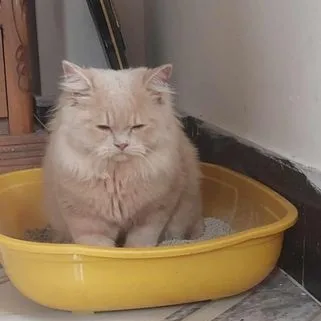 Long coat Persian cat